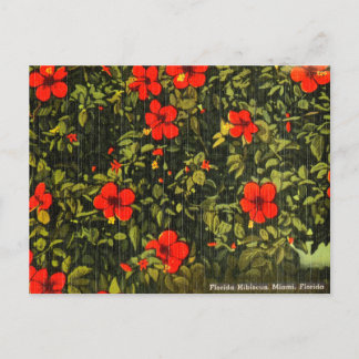  Hibiscus, Miami, Florida Travel Briefkaart