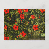  Hibiscus, Miami, Florida Travel Briefkaart (Voorkant)