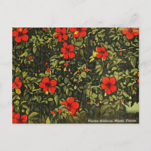  Hibiscus, Miami, Florida Travel Briefkaart (Voorkant)
