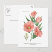 Hibiscus militaris briefkaart (Voorkant / Achterkant)
