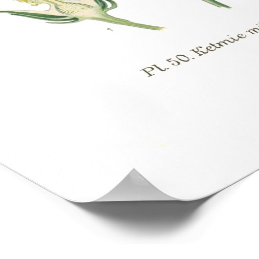 Hibiscus militaris poster (Hoek)