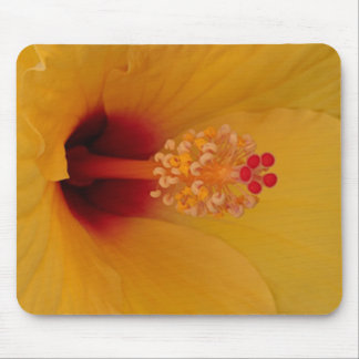Hibiscus Muismat