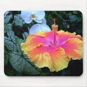 hibiscus muismat