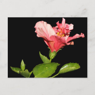Hibiscus @ Nacht Briefkaart