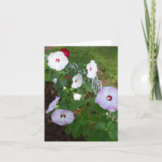 Hibiscus notecard, variëteit kaart