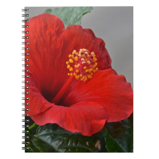 Hibiscus Notitieboek (Voorkant)