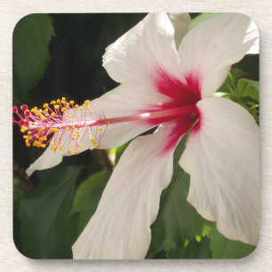Hibiscus Onderzetters