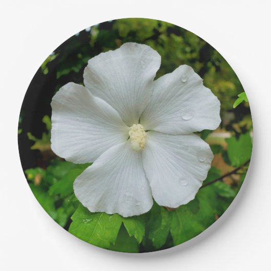 Hibiscus papier Bord (Voorkant)