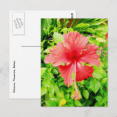 Hibiscus, Placencia, Belize Briefkaart (Voorkant / Achterkant)
