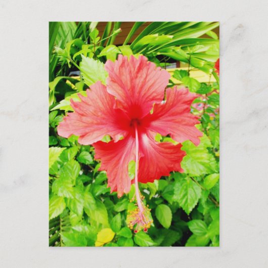 Hibiscus, Placencia, Belize Briefkaart (Voorkant)