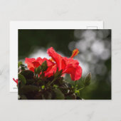 Hibiscus Plant Briefkaart (Voorkant / Achterkant)