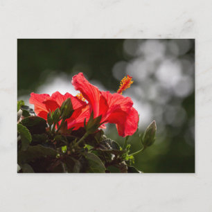 Hibiscus Plant Briefkaart