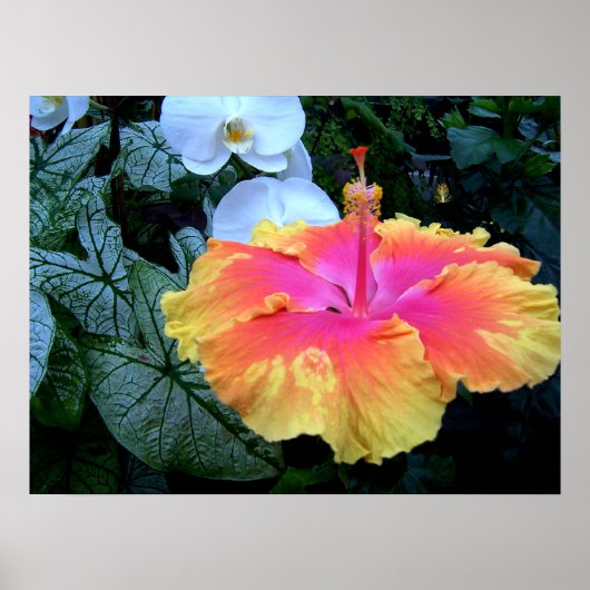 hibiscus poster (Voorkant)