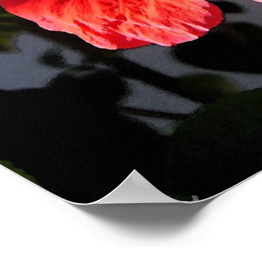  Hibiscus Poster (Hoek)