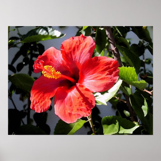  Hibiscus Poster (Voorkant)