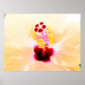Hibiscus Poster (Voorkant)