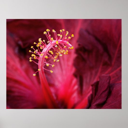 Hibiscus Poster (Voorkant)