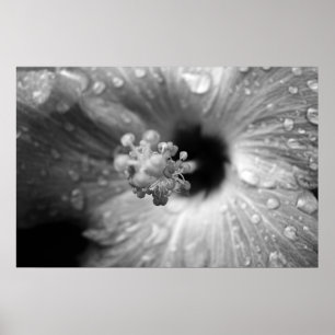 Hibiscus Poster