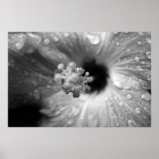 Hibiscus Poster (Voorkant)