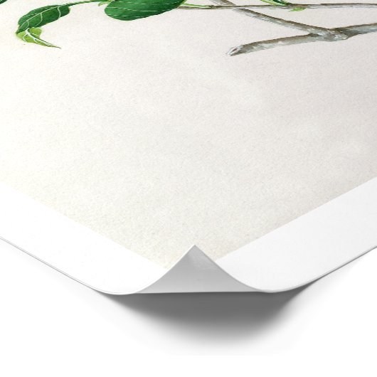 Hibiscus Poster (Hoek)