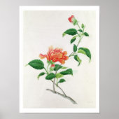 Hibiscus Poster (Voorkant)
