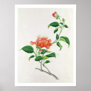 Hibiscus Poster