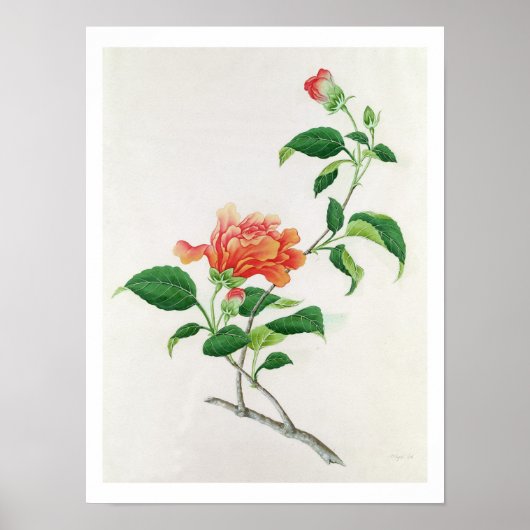 Hibiscus Poster (Voorkant)