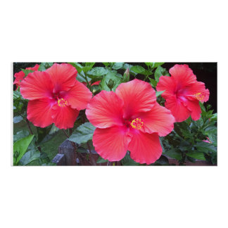 Hibiscus print perfect poster