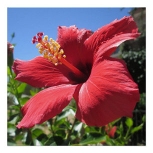 Hibiscus Red Flower Perfect Poster