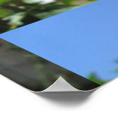 Hibiscus Red Flower Poster (Hoek)