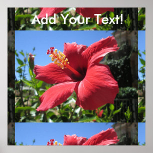 Hibiscus Red Flower Poster