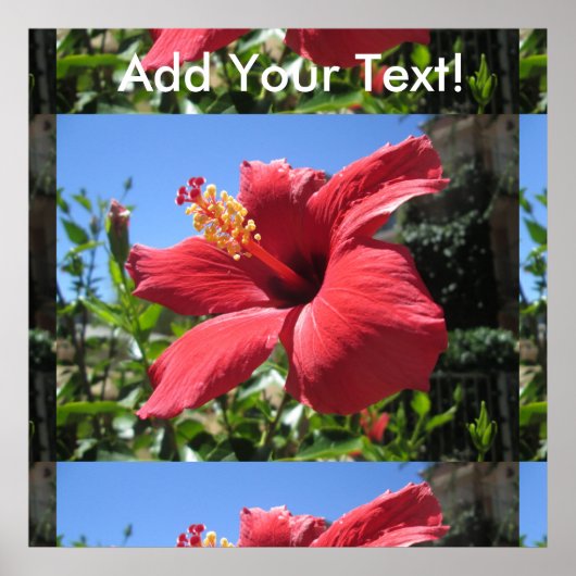 Hibiscus Red Flower Poster (Voorkant)