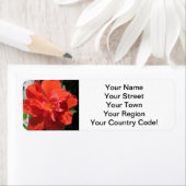 Hibiscus Red Flowering Plant Etiket (Insitu)