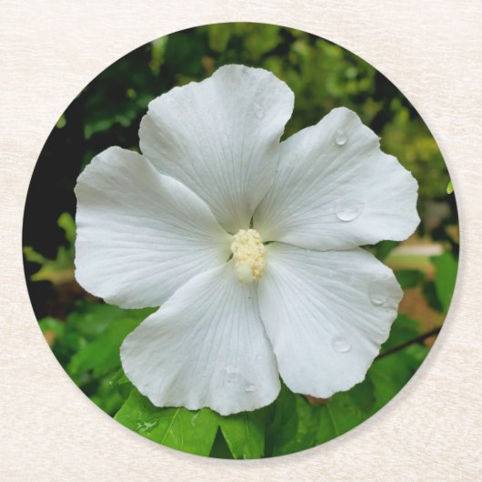 Hibiscus Ronde Kartonnen Onderzetter (Voorkant)