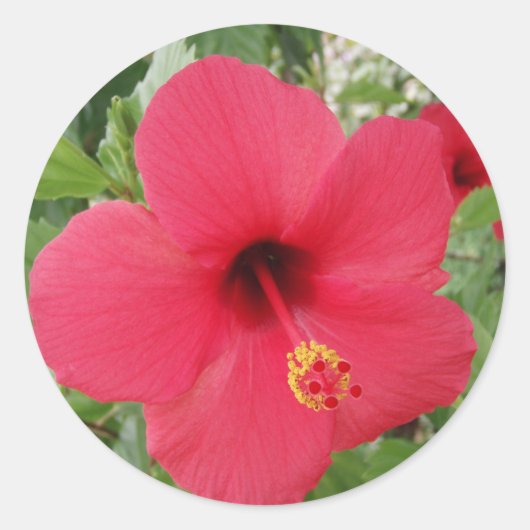 Hibiscus Ronde Sticker (Voorkant)