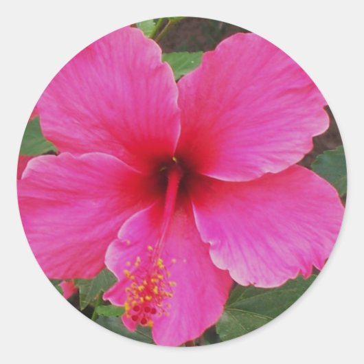 Hibiscus Ronde Sticker (Voorkant)