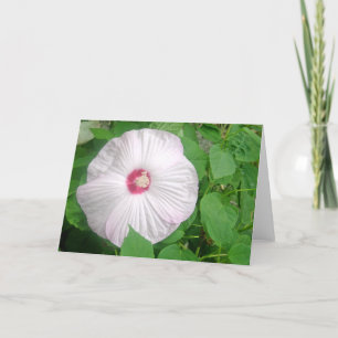 Hibiscus Rosa Bedankkaart