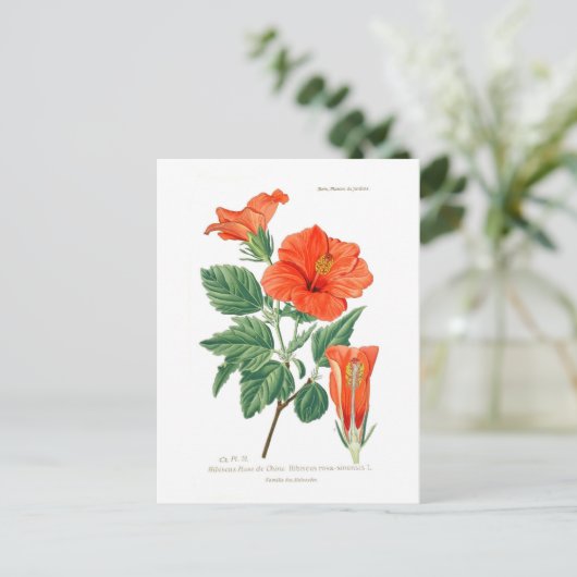 Hibiscus rosa-sinensis briefkaart (Staand voorkant)
