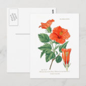 Hibiscus rosa-sinensis briefkaart (Voorkant / Achterkant)