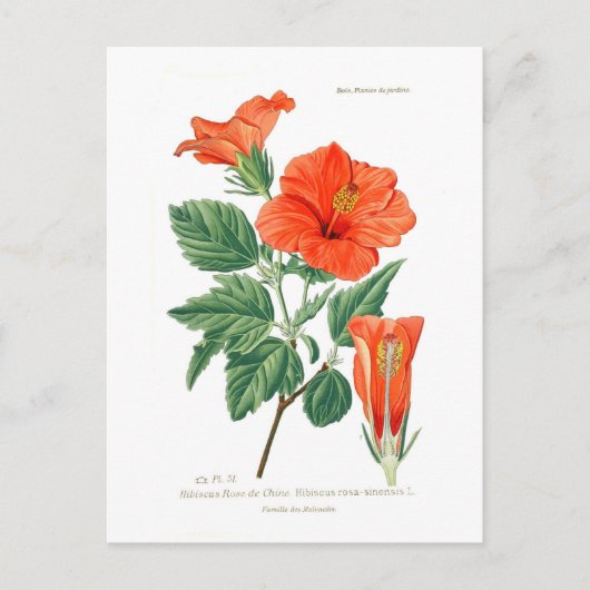 Hibiscus rosa-sinensis briefkaart (Voorkant)