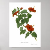 Hibiscus rosa-sinensis poster (Voorkant)