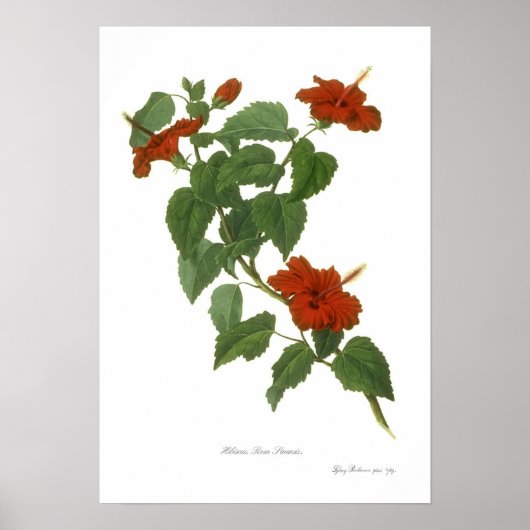 Hibiscus rosa-sinensis poster (Voorkant)