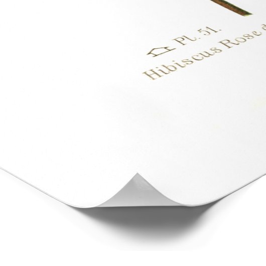 Hibiscus Rosa-sinensis Poster (Hoek)