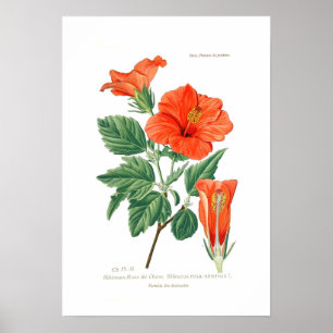 Hibiscus Rosa-sinensis Poster