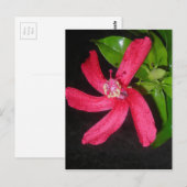 hibiscus rouge briefkaart (Voorkant / Achterkant)