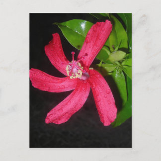 hibiscus rouge briefkaart