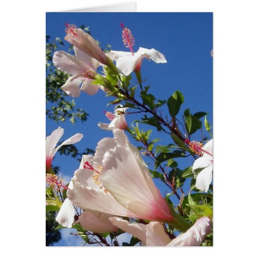 Hibiscus Scene Card (Voorkant)