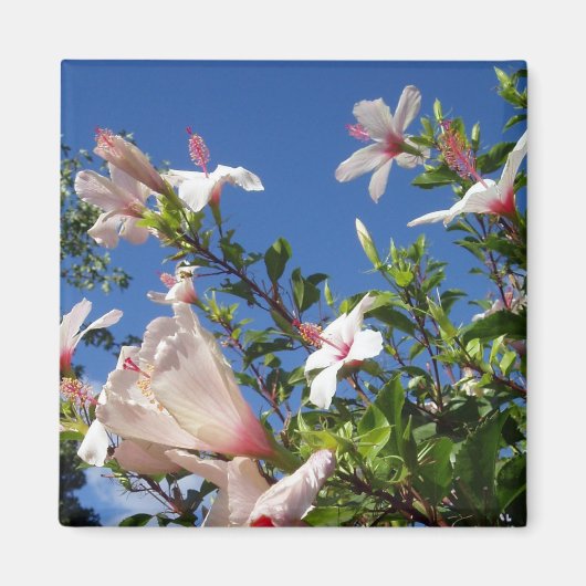 Hibiscus Schilderachtig Magnet (Voorkant)