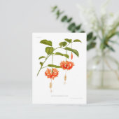 Hibiscus schizopetalus briefkaart (Staand voorkant)