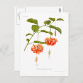Hibiscus schizopetalus briefkaart (Voorkant / Achterkant)
